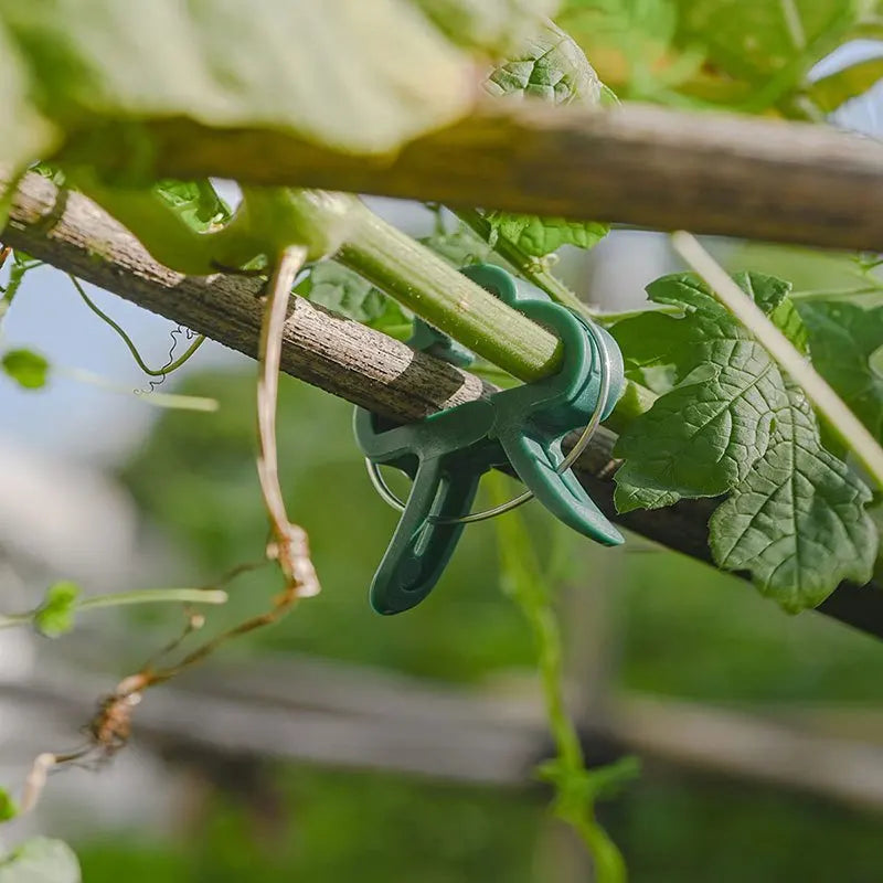 Plant Fixed Clips