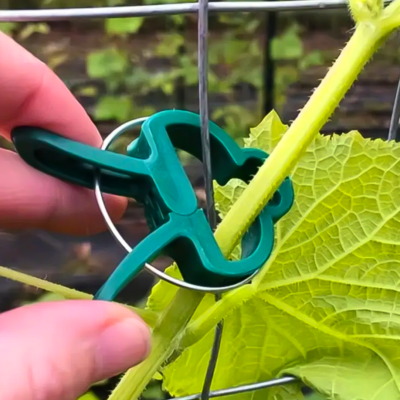 Plant Fixed Clips